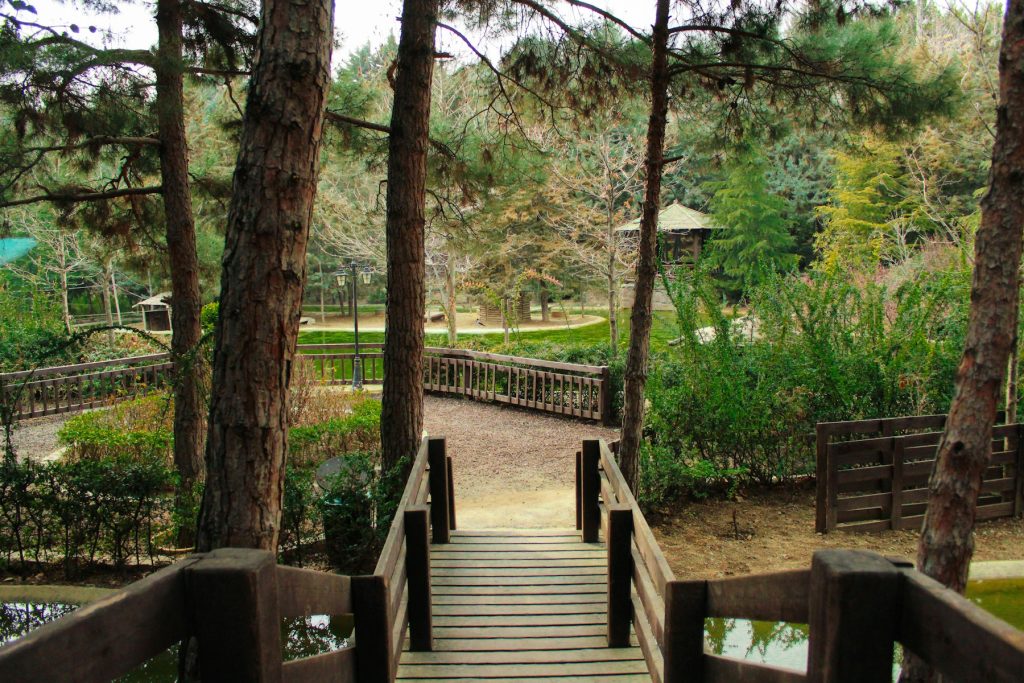 a wooden walkway leading to a pond in a park